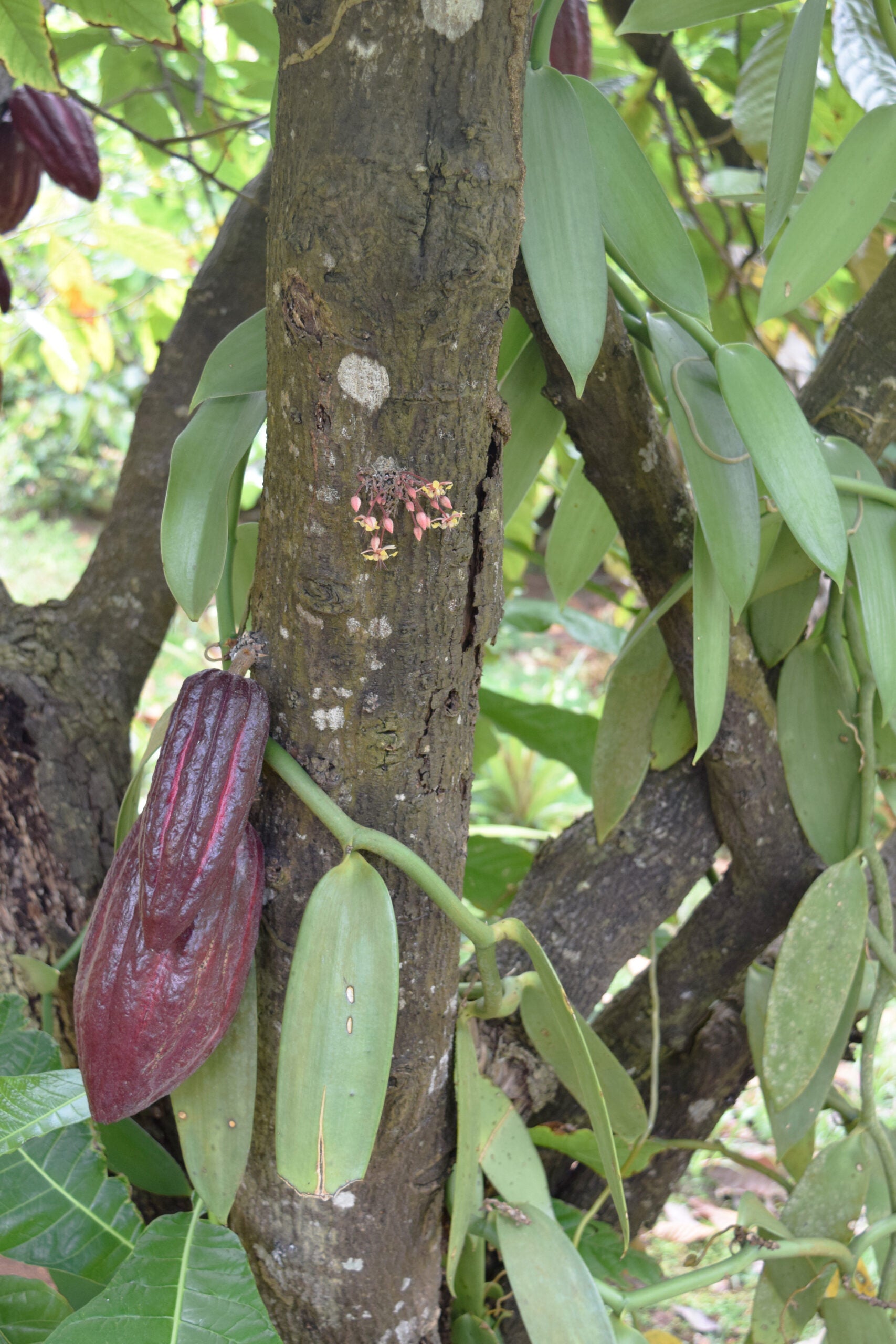 Cacao tree with Vanilla Vine