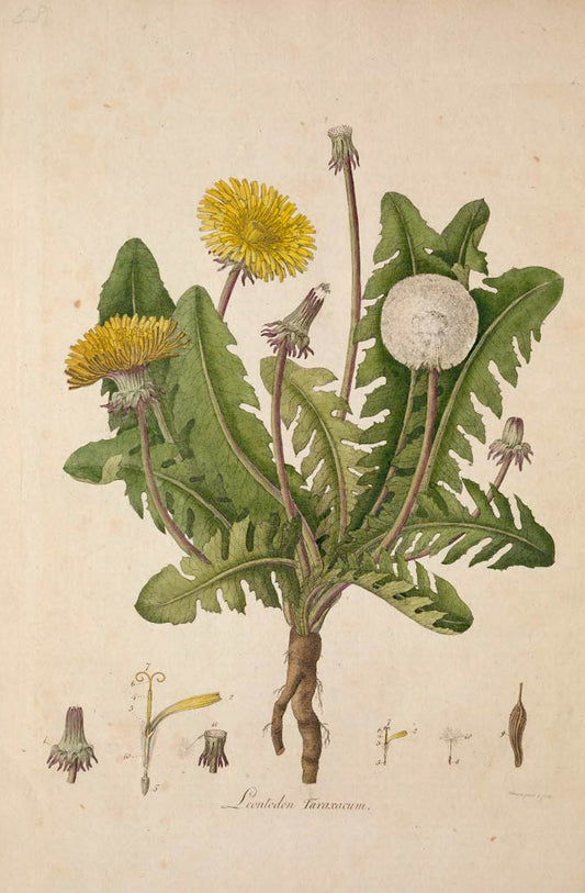 "Dandelion Mania: Dandelion Jelly, Dandelion Tea, Dandelion Gardens...  – True Treats Candy"