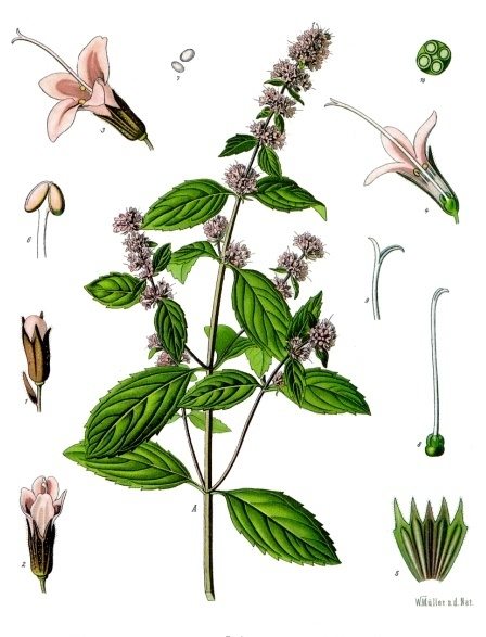 The Taming of the Peppermint Plant