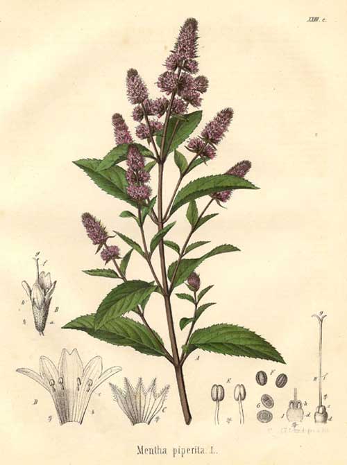 "The Slow and Quick Rise of the Peppermint Plant  – True Treats Candy"