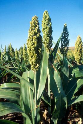 The Triumph, Defeats, and Ultimate Victory of the Sorghum Syrup