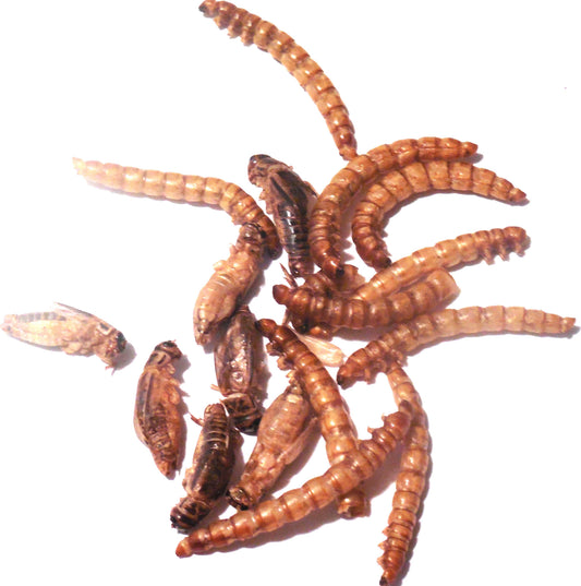 Bag O' Bugs