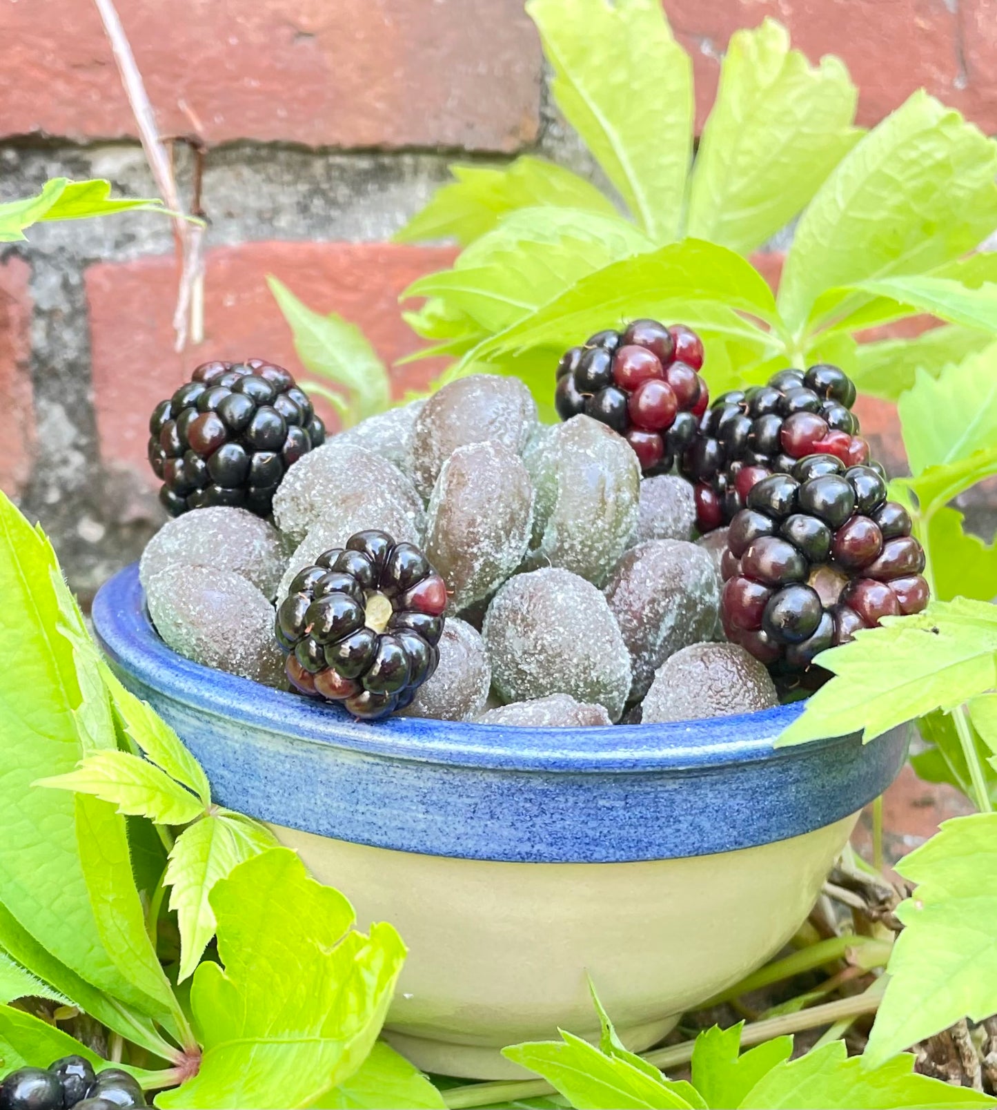 Native Blackberry Drops