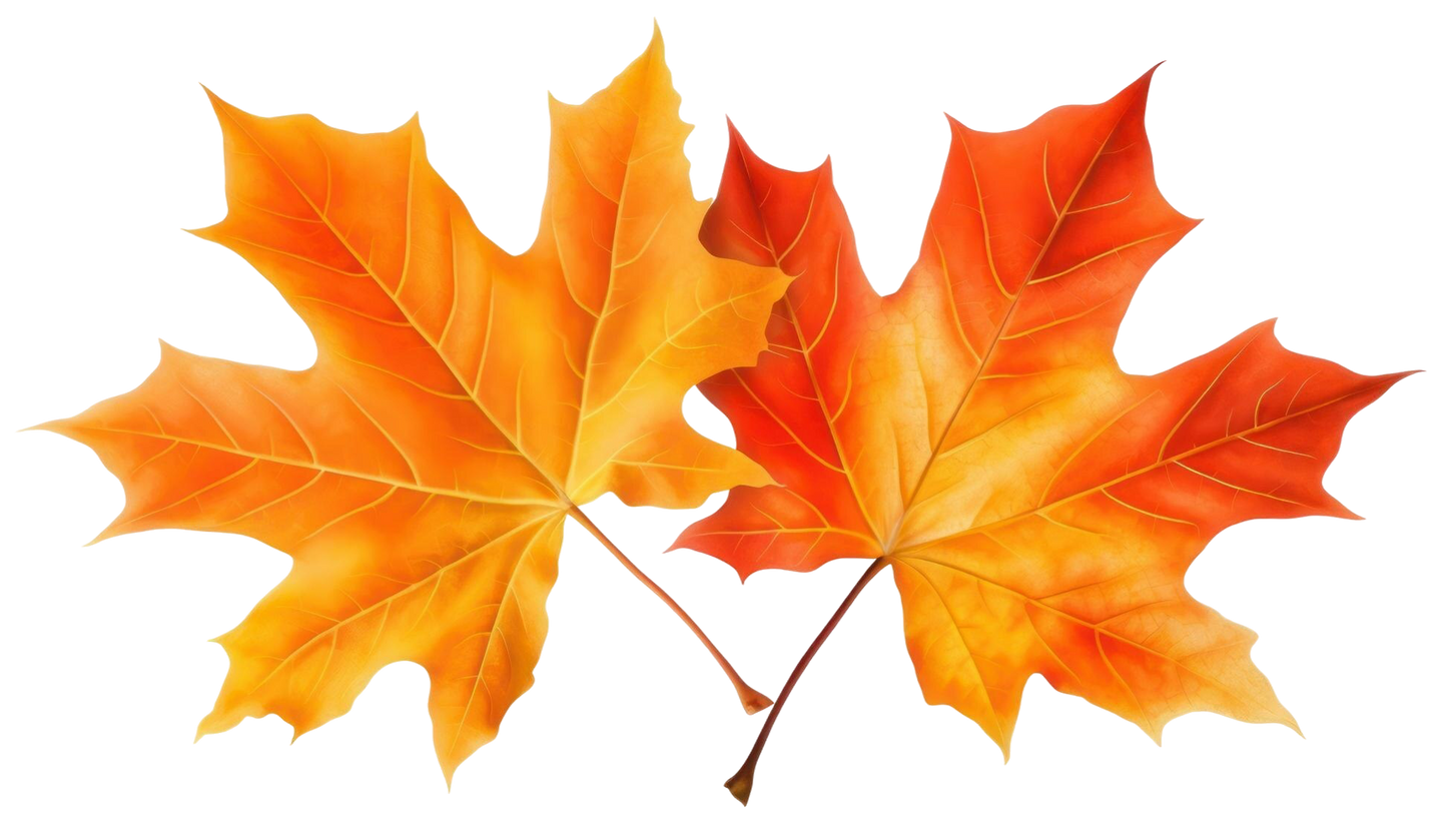 Mt. Mansfield Organic Maple Candy Box 12 count