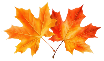 Mt. Mansfield Organic Maple Candy Box 12 count